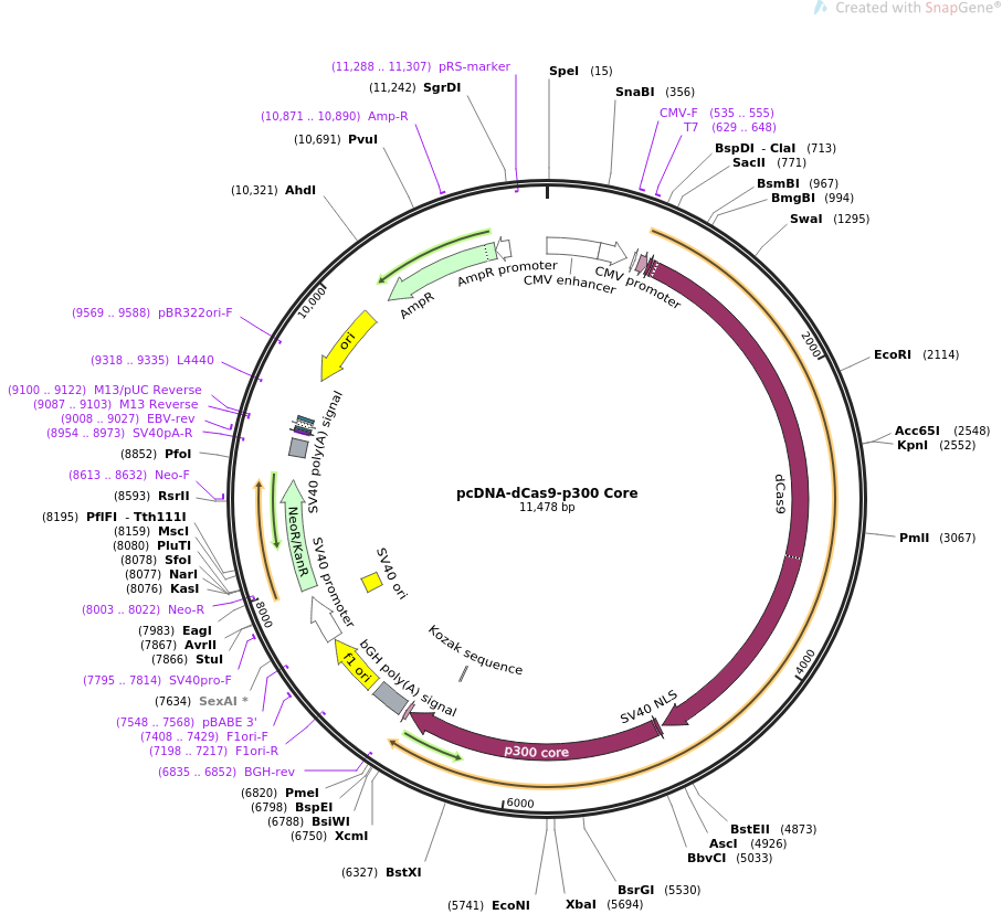pcDNA-dCas9-p300 Core质粒图谱